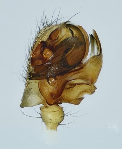 Réf. 226 724 : Lepthyphantes leprosus